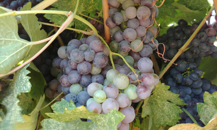 在Cordi酒庄开发阶段的葡萄种植