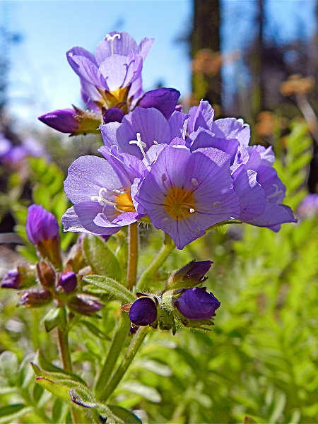 紫雅各的天梯花丛