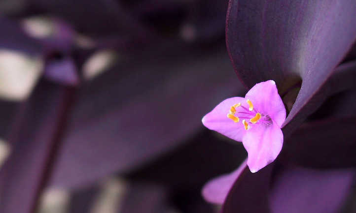 紫鸭跖草pallida