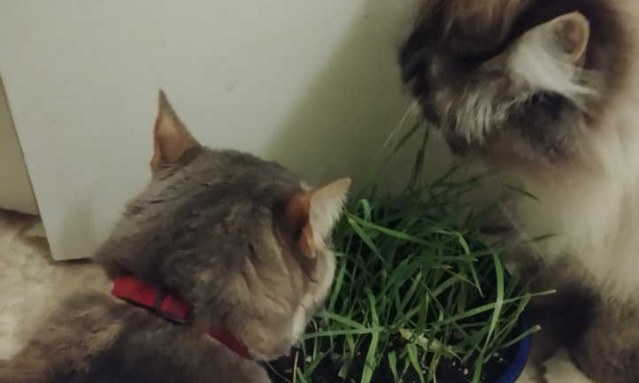 吃猫草的猫