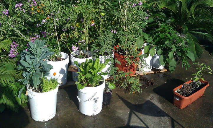 五加仑的桶可以做便携式花盆。