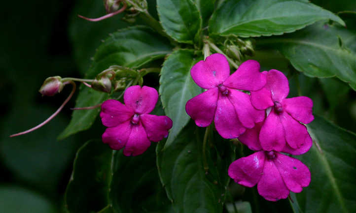粉红色凤仙花属植物