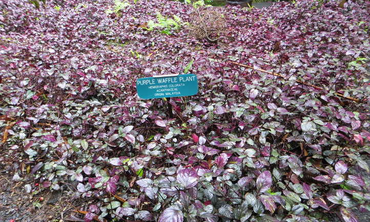 紫色华夫饼植物