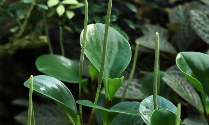 peperomia obtusifolia的奇怪外观使它成为一种受欢迎的室内植物