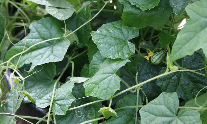 葡萄藤上的老鼠瓜……你能发现他们吗?
