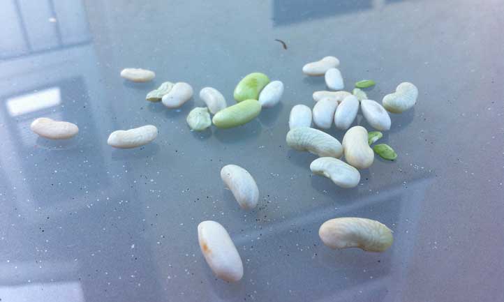 蚕豆种子是你在花园里遇到的最容易保存的种子之一。