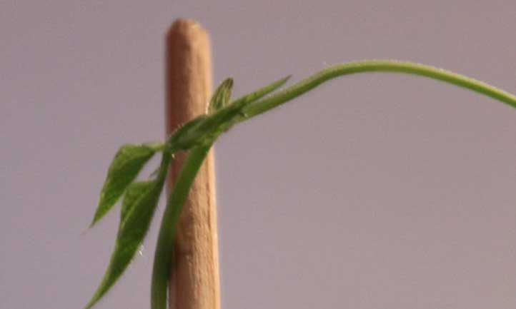 一株长到棚架顶部的扁豆植株的生长尖端。
