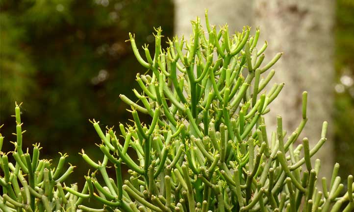 它也被称为Quebradura或铅笔仙人掌，在这里你可以看到这种植物在风景中发出声音