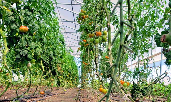 番茄间距在温室中