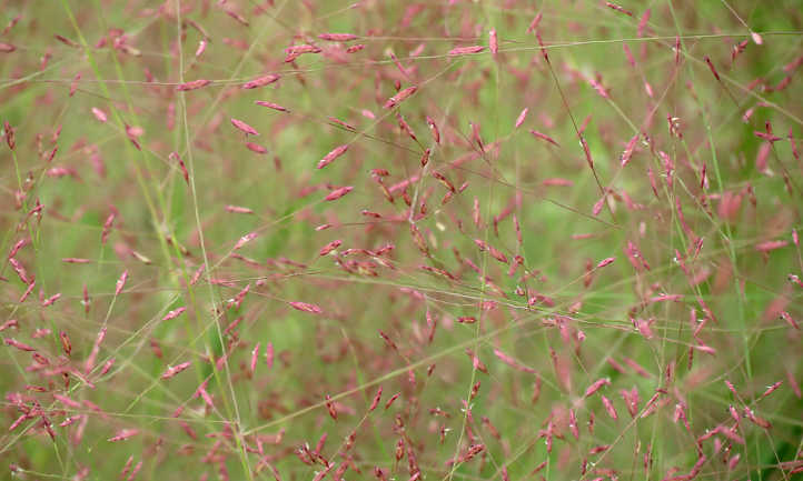 Eragrostis海棠