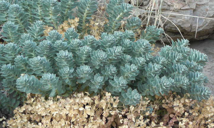 大戟属植物myrsinites