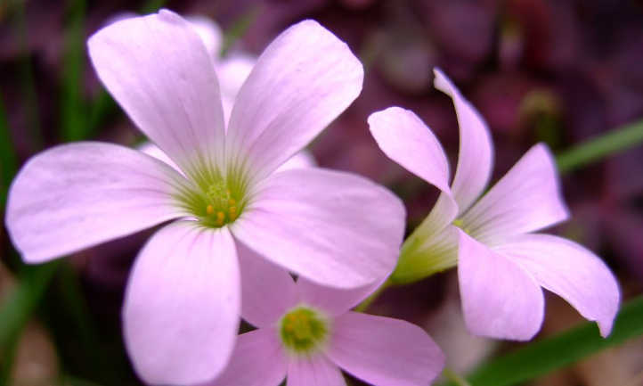 粉色酢浆草花