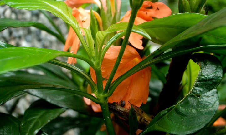十字花科植物的茎和叶