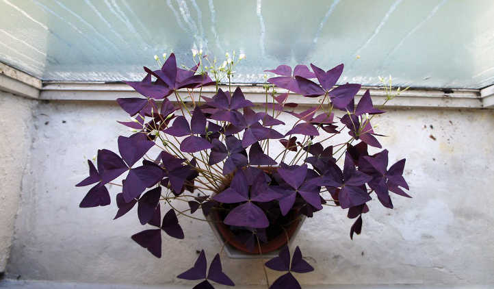 紫色爱情植物