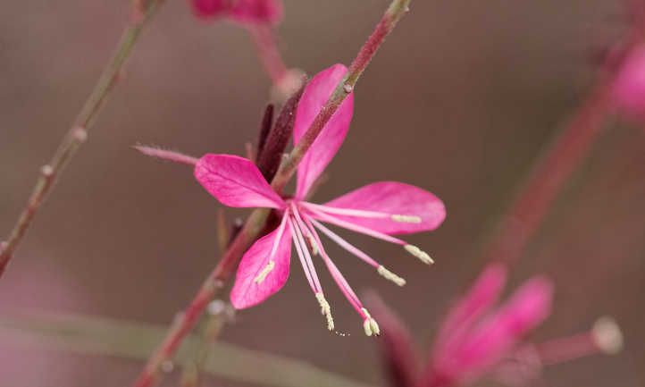 粉色gaura花