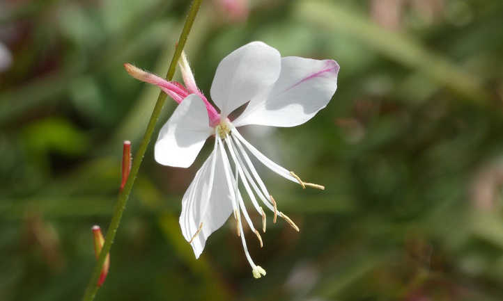 白色gaura花