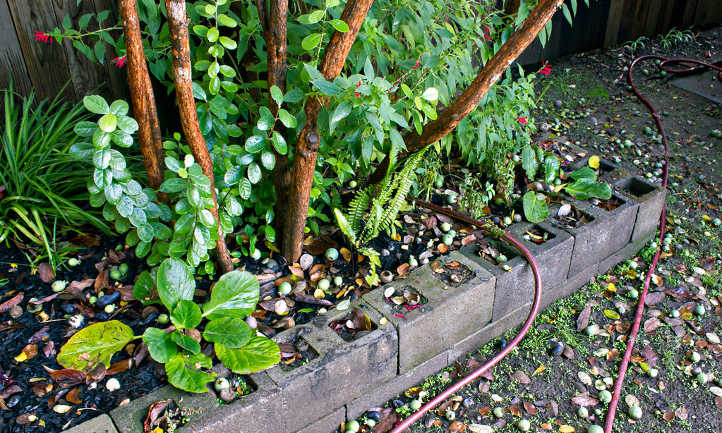 成熟的feijoa树与下落的果子