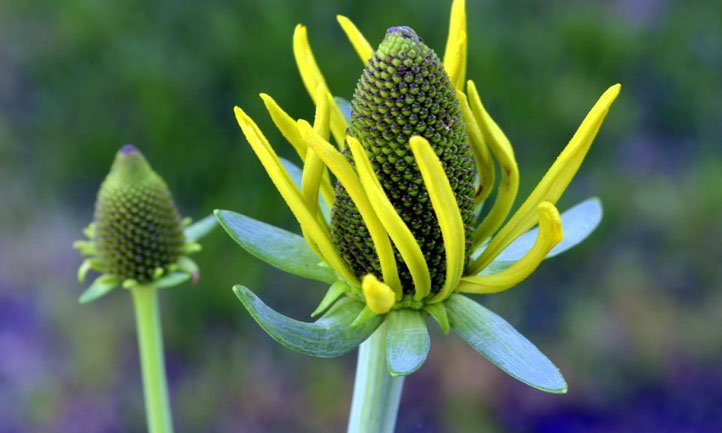 Rudbeckia Maxima的醒目的黄色花瓣