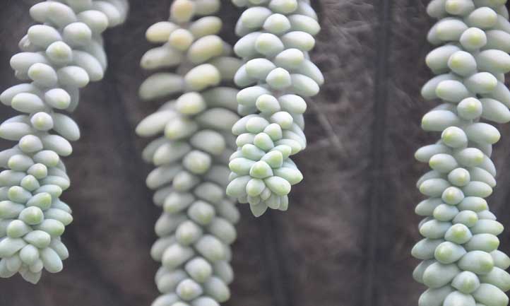 景天属植物morganianum