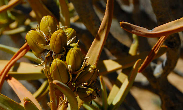 芦荟ramosissima种子豆荚