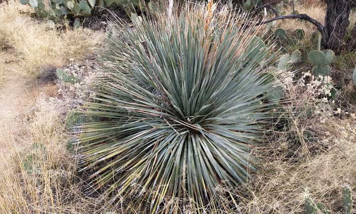 尖峰，圆形的sotol植物在其自然栖息地
