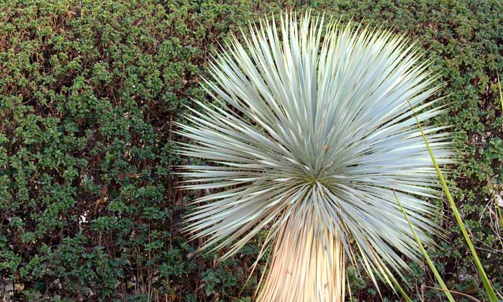 丝兰罗斯塔（Yucca Rostrata）长大