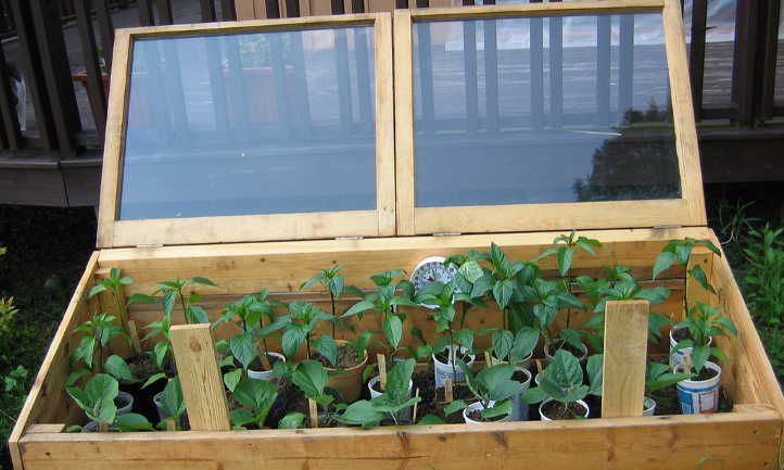 冷框架与胡椒植物
