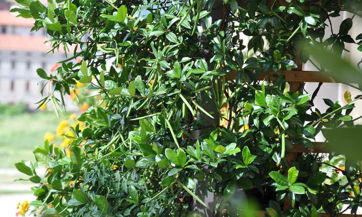 Trachelospermum jasminoides树叶