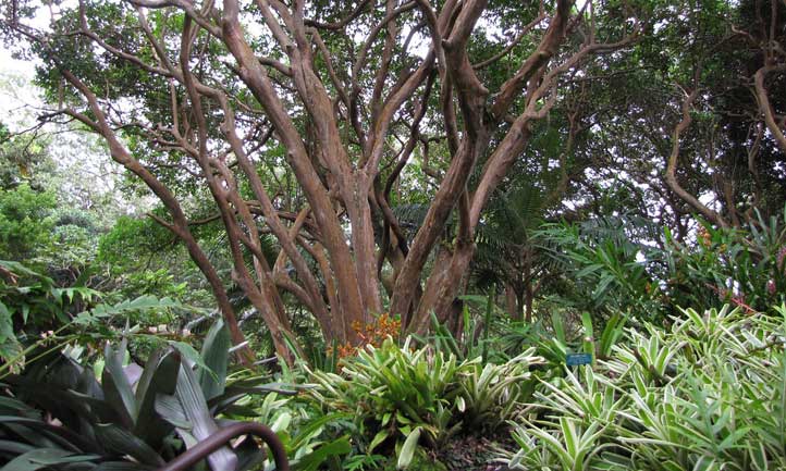 夏威夷植物园中的卡特利番石榴。