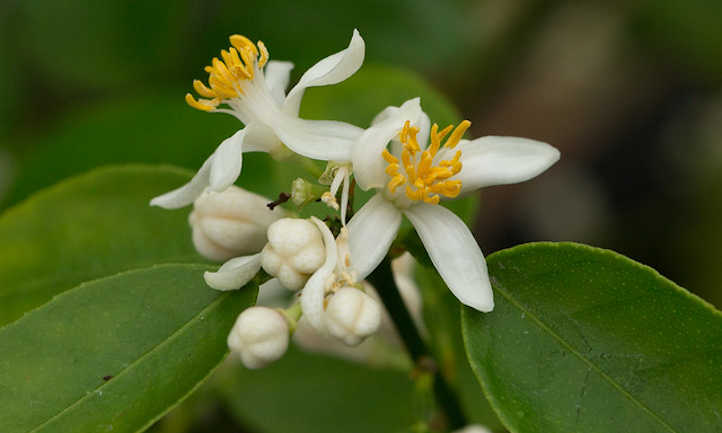 柑橘aurantifolia花
