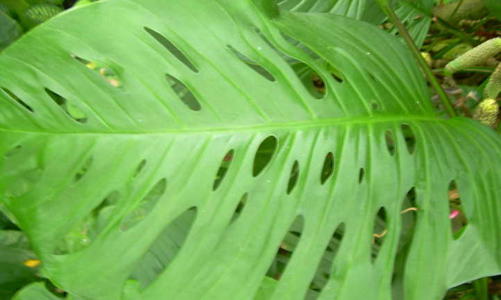 成熟的monstera adansonii叶