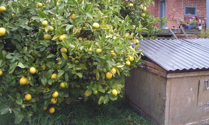 迈耶柠檬树