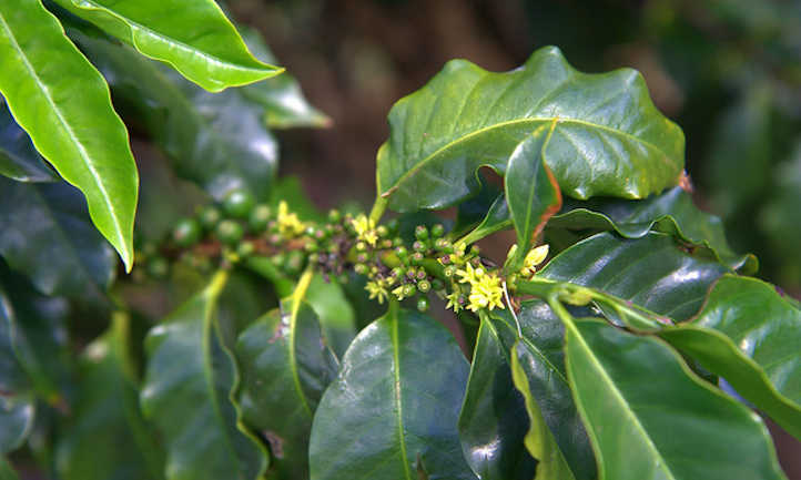 咖啡花和未成熟的浆果