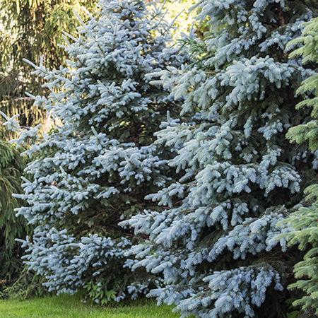 科罗拉多blue spruce