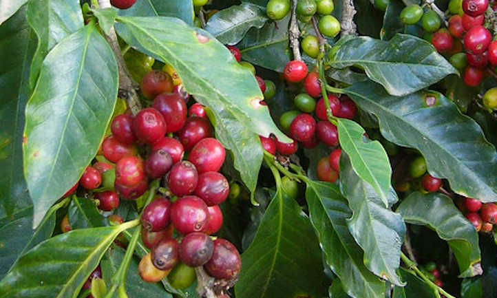 咖啡树有轻微虫害