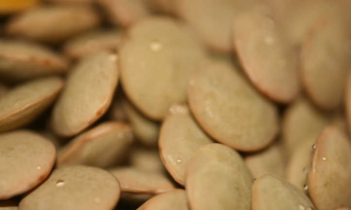 种植扁豆