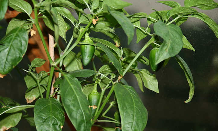 植株上成熟的小辣椒