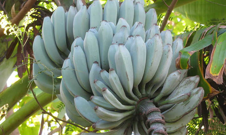 蓝爪哇香蕉