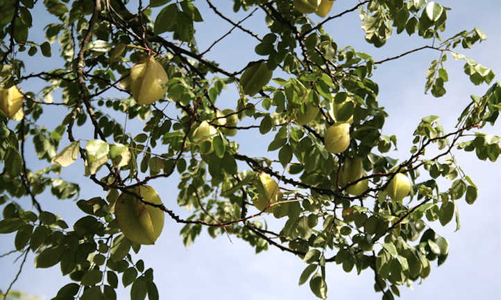 树上正在成熟的杨桃