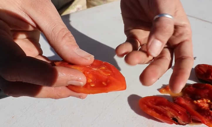 提取番茄种子