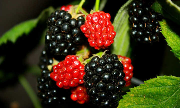 种植黑莓