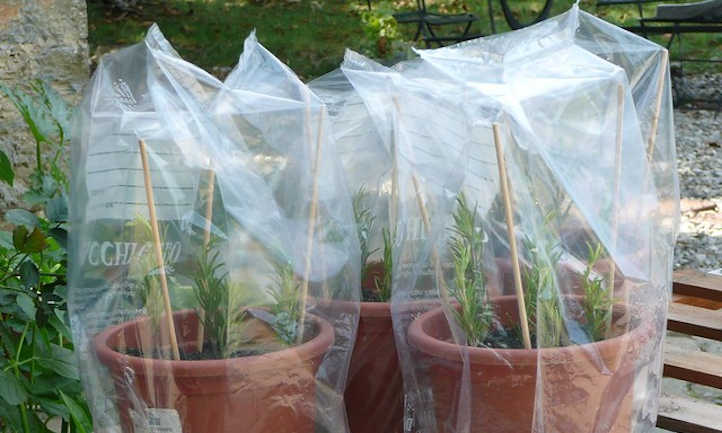 Keeping rosemary cuttings moist using plastic bags