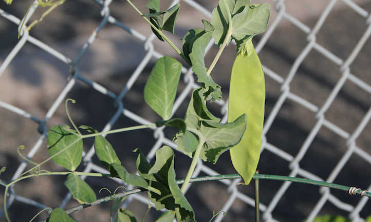 篱笆上有一颗雪豌豆