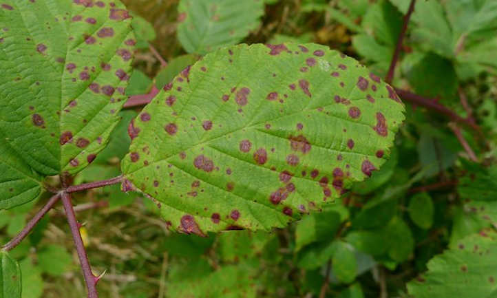 黑莓叶锈菌真菌