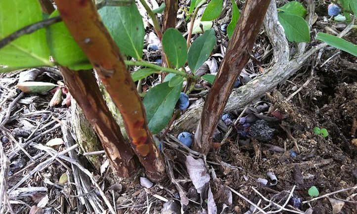 年轻和老蓝莓木