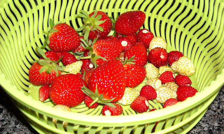 高山草莓和普通草莓