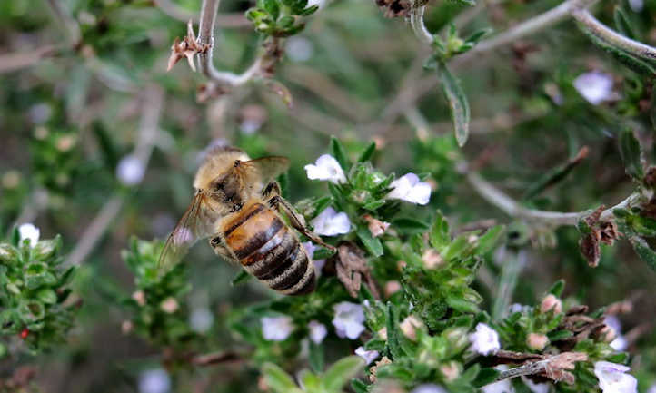 蜜蜂在美味的植物上
