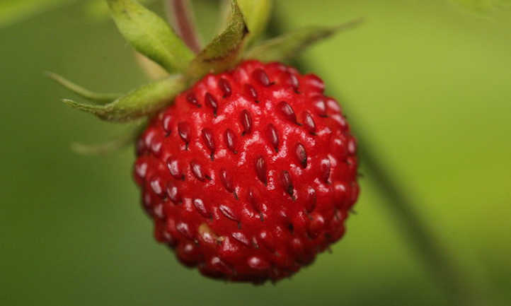种植高山草莓