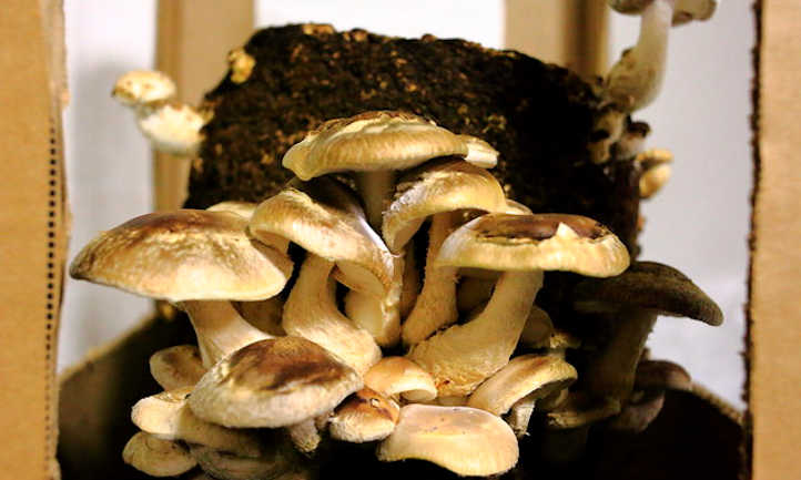 种植shiitake蘑菇