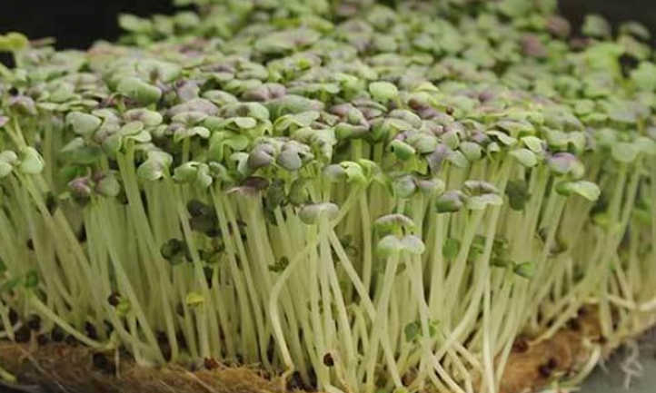 大阪紫芥菜